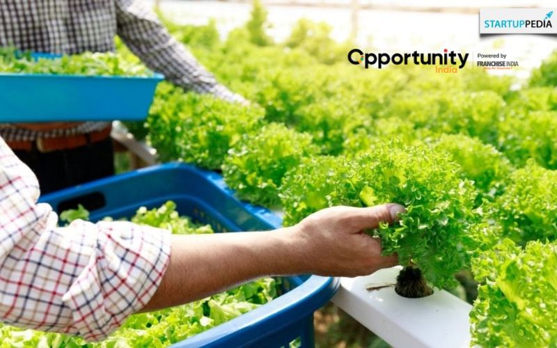 How to Make a Profitable Hydroponic Farming Business Plan?
